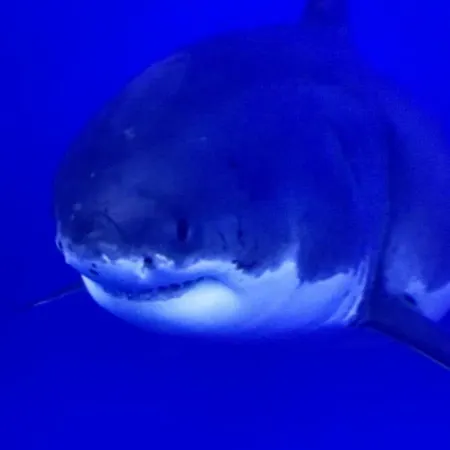 De 100m² Bien Situe *